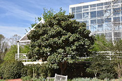 Loquat (Eriobotrya japonica) at GardenWorks
