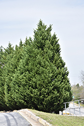 Leyland Cypress (Cupressocyparis x leylandii) at GardenWorks