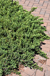 Blue Pacific Shore Juniper (Juniperus conferta 'Blue Pacific') at GardenWorks