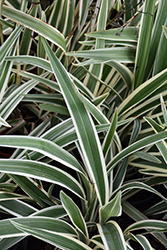Variegated Flax Lily (Dianella tasmanica 'Variegata') at GardenWorks