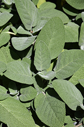 Common Sage (Salvia officinalis) at GardenWorks