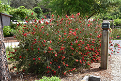 Crimson Bottlebrush (Callistemon citrinus) at GardenWorks