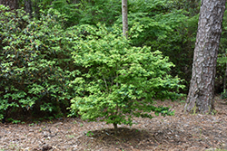 Coonara Pygmy Japanese Maple (Acer palmatum 'Coonara Pygmy') at GardenWorks
