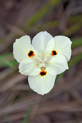 Bicolor African Iris (Dietes iridioides 'Bicolor') at GardenWorks