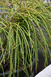 Whipcord Arborvitae (Thuja plicata 'Whipcord') at GardenWorks
