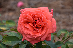 Fragrant Cloud Rose (Rosa 'Fragrant Cloud') at GardenWorks