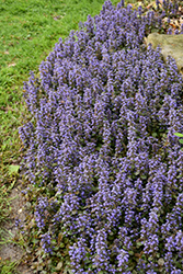 Caitlin's Giant Bugleweed (Ajuga reptans 'Caitlin's Giant') at GardenWorks