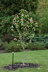 Rose Marie Magnolia (Magnolia 'Rose Marie') at GardenWorks