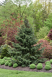 Bruns Spruce (Picea omorika 'Bruns') at GardenWorks