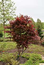 Emperor I Japanese Maple (Acer palmatum 'Wolff') at GardenWorks