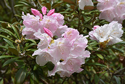 Mist Maiden Rhododendron (Rhododendron yakushimanum 'Mist Maiden') at GardenWorks
