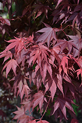 Samurai Sword Japanese Maple (Acer palmatum 'Samarzam') at GardenWorks