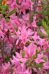 Northern Lights Azalea (Rhododendron 'Northern Lights') at GardenWorks