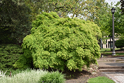 Cutleaf Japanese Maple (Acer palmatum 'Dissectum Viridis') at GardenWorks