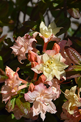 Cannon's Double Azalea (Rhododendron 'Cannon's Double') at GardenWorks