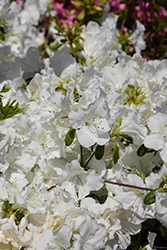 Girard's Pleasant White Azalea (Rhododendron 'Girard's Pleasant White') at GardenWorks