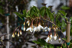 Fragrant Fountain Japanese Snowbell (Styrax japonicus 'Fragrant Fountain') at GardenWorks