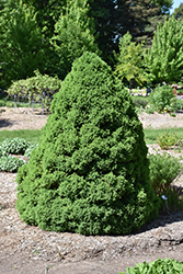 Dwarf Alberta Spruce (Picea glauca 'Conica') at GardenWorks