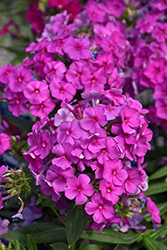 Flame Purple Garden Phlox (Phlox paniculata 'Flame Purple') at GardenWorks