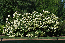 Limelight Hydrangea (Hydrangea paniculata 'Limelight') at GardenWorks