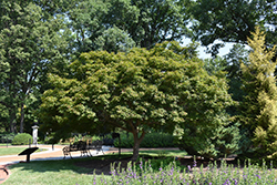Trompenburg Japanese Maple (Acer palmatum 'Trompenburg') at GardenWorks