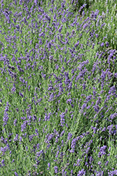 Ellagance Purple Lavender (Lavandula angustifolia 'Ellagance Purple') at GardenWorks