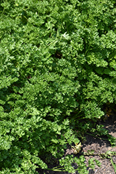 Triple Curled Parsley (Petroselinum crispum 'Triple Curled') at GardenWorks