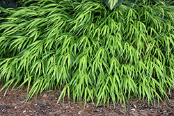 All Gold Hakone Grass (Hakonechloa macra 'All Gold') at GardenWorks