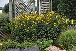 Sunshine Daydream Sunflower (Helianthus 'Sunshine Daydream') at GardenWorks