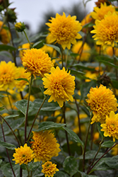 Sunshine Daydream Sunflower (Helianthus 'Sunshine Daydream') at GardenWorks