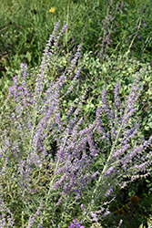 Russian Sage (Perovskia atriplicifolia) at GardenWorks