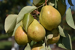 Luscious Pear (Pyrus communis 'Luscious') at GardenWorks