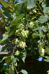 Hops (Humulus lupulus) at GardenWorks