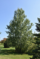 Trembling Aspen (Populus tremuloides) at GardenWorks