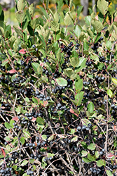 Black Chokeberry (Aronia melanocarpa) at GardenWorks