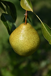 Highland Pear (Pyrus communis 'Highland') at GardenWorks