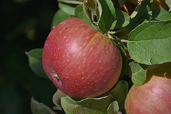 Cox's Orange Pippin Apple (Malus 'Cox's Orange Pippin') at GardenWorks