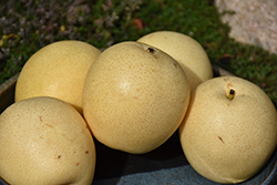 Shinseiki Asian Pear (Pyrus pyrifolia 'Shinseiki') at GardenWorks