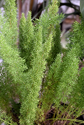Myers Foxtail Fern (Asparagus densiflorus 'Myers') at GardenWorks