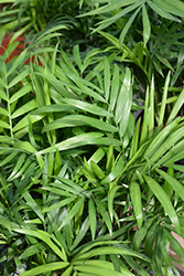 Parlor Palm (Chamaedorea elegans) at GardenWorks