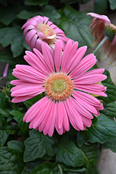 Pink Gerbera Daisy (Gerbera 'Pink') at GardenWorks