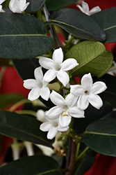 Madagascar Jasmine (Stephanotis floribunda) at GardenWorks