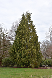 Weeping Nootka Cypress (Chamaecyparis nootkatensis 'Pendula') at GardenWorks