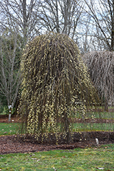 Weeping Pussy Willow (Salix caprea 'Pendula') at GardenWorks