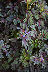 Purple Leaf Corydalis (Corydalis flexuosa 'Purple Leaf') at GardenWorks