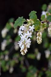 White Icicles Winter Currant (Ribes sanguineum 'White Icicles') at GardenWorks