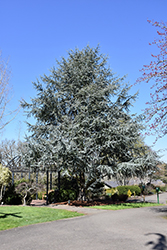 Blue Atlas Cedar (Cedrus atlantica 'Glauca') at GardenWorks