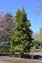 Japanese Umbrella Pine (Sciadopitys verticillata) at GardenWorks