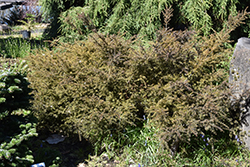 County Park Fire Alpine Plum Yew (Podocarpus 'County Park Fire') at GardenWorks