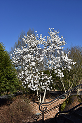 Royal Star Magnolia (Magnolia stellata 'Royal Star') at GardenWorks